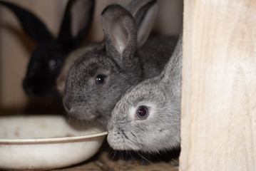 little gray fluffy rabbits