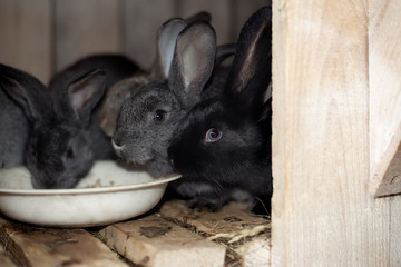 little gray fluffy rabbits