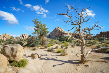 hiking the hidden valley trail in joshua tree national park, california, usa