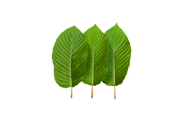 Fototapeta premium Mitragyna speciosa (Kratom leaves) on white background. Thai herbal which encourage health.