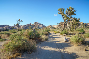 hiking the barker dam nature trail in joshua tree national park, california, usa