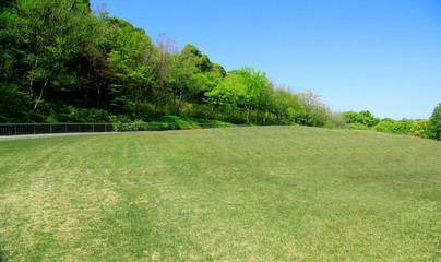 Fototapeta premium 芝生広場 芝生公園 新緑の芝生 新緑の芝生広場 初夏の芝生広場 芝生 広場 新緑 公園 森林公園 青空広場 青空公園 グリーンパーク