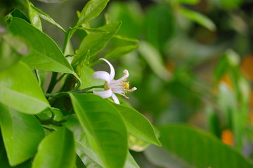 white and yellow nectar with lemon flower