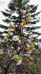white blossom  in spring