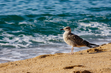 Gaviota frente al mar, Blanes
