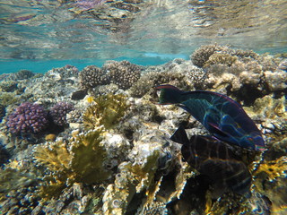 DCIM\100GOPRO\GOPR0988.JPG © Bogdan B