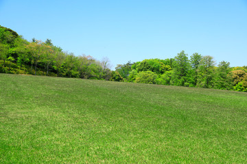 芝生広場　芝生公園　新緑の芝生　新緑の芝生広場　初夏の芝生広場　芝生　広場　新緑　公園　森林公園　青空広場　青空公園　グリーンパーク