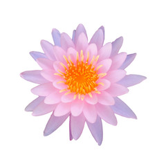 soft focus of pink lotus flowers isolated on white background