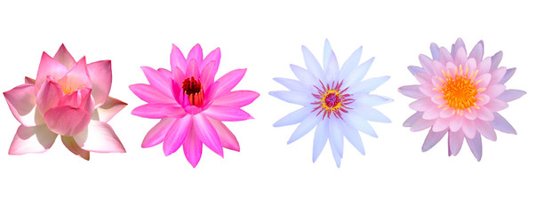 Soft focus of a set of lotus flowers isolated on white background, Beautiful water Lilly.