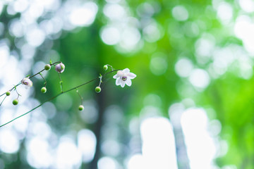 Fototapeta premium レンゲショウマ