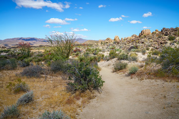 hiking the lost palms oasis trail in joshua tree national park, california, usa