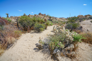 hiking the lost palms oasis trail in joshua tree national park, california, usa