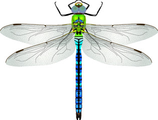 macro/closeup of a Emperor dragonfly,anax imperator, as a vectorial illustration
