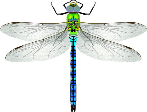 macro/closeup of a Emperor dragonfly,anax imperator, as a vectorial illustration