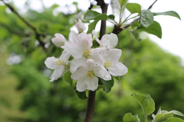 
Delicate pink flowers bloom on an apple tree in spring.