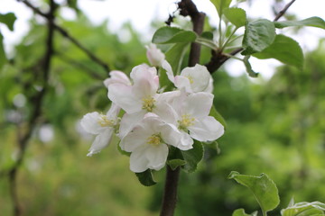 
Delicate pink flowers bloom on an apple tree in spring.