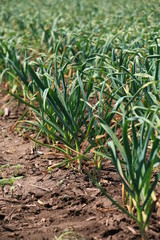 Obraz premium organically cultivated garlic plantation in the vegetable garden