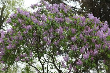 Obraz premium Bright fragrant clusters of flowers bloom on a lilac bush in spring