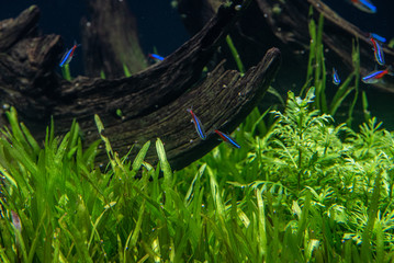 熱帯魚の水槽