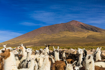 Llama nerd on a farm in the altiplano of Bolivia