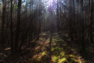 Fototapeta premium Cathedral light in Rambouillet forest. Rochefort-en-Yvelines 