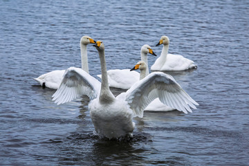 Wild whooper swans on lake Svetloye in the Altai territory in winter, Russia