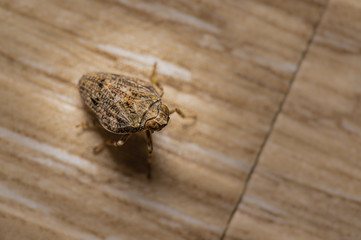 Käferzikade, Issus coeloptratus, brown