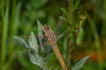 Heidelibellen, Sympetrum, orange, yellow