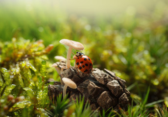 Ladybird under mushroom cap