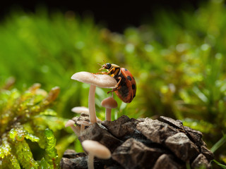 Ladybird climbing on mushroom