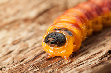 Cossus cossus on wood en face