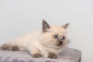 Fototapeta na wymiar A cute little ragdoll kitten with blue eyes lies on carpet.