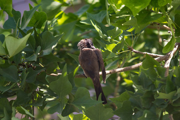 A white-spectacled bulbul (Pycnonotus xanthopygos) perched on a South African Coral Tree branch (Erythrina lysistemon) 