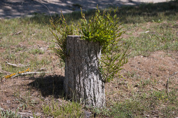 Fototapeta na wymiar tree stump and young branches on it