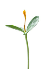 Growing Carob tree, vertical