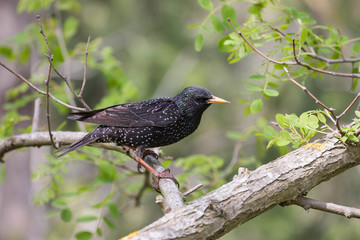 
forest bird starling on a branch