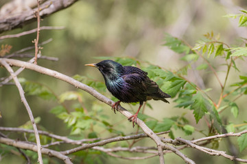 
forest bird starling on a branch
