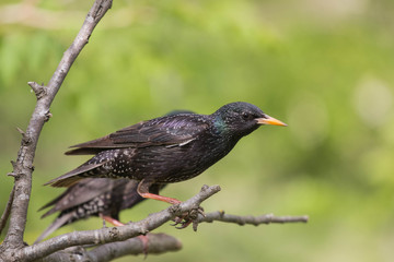 
forest bird starling on a branch