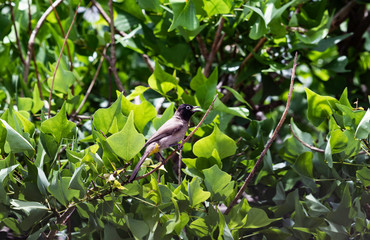A white-spectacled bulbul (Pycnonotus xanthopygos) perched on a South African Coral Tree branch (Erythrina lysistemon) 