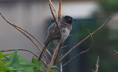A white-spectacled bulbul (Pycnonotus xanthopygos) perched on a South African Coral Tree branch (Erythrina lysistemon)