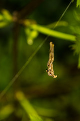 Le Grand hyponomeute du Fusain ou Hyponomeute parente (Yponomeuta cagnagella)