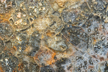 Close up macro texture of fossilized coral substituted with agate