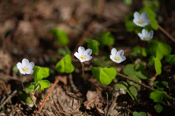 Oxalis acetosella flowers in early spring spruce forest