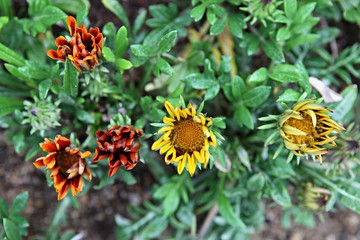 한국 인천시 남동구 인천대공원 입니다