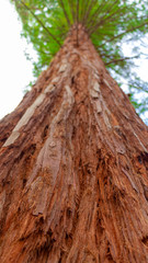 Sequoia tree Against Blue Sky view from the bottom, tallest tree in the world