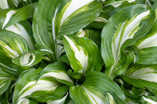Hosta undulata is a cultivar of the genus Hosta. Ornamental plants in borders. Leaf texture, background of a green wide striped leaves. Nature wallpaper.