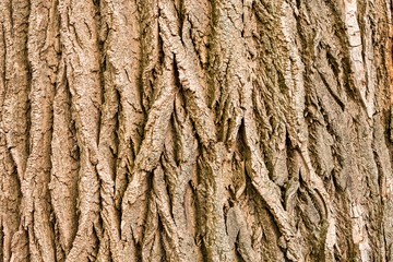 Hintergrund borke rinde baumstamm der eiche