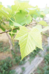 Grape leaves