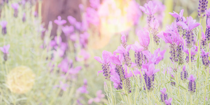 รูปภาพLavand – เลือกดูภาพถ่ายสต็อก เวกเตอร์ และวิดีโอ2,471 | Adobe Stock