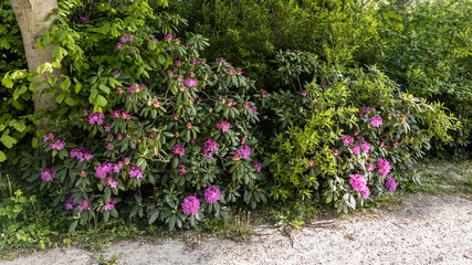 Trittau - Pink blooming shrub
